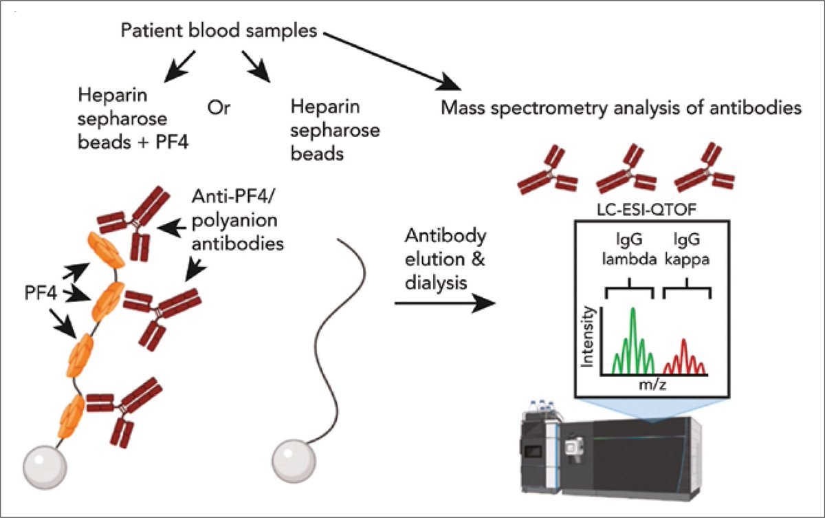Use of Mass Spectrometry to Study Antibody Clonality Leads to Identification of Novel Thrombophilia: Monoclonal Gammopathy of Thrombotic Significance [MGTS] [Feb 27, 2025] Murray and <a href="/AnandPheresisMD/">Anand Padmanabhan</a> The Hematologist <a href="/ASH_hematology/">ASH</a> 
ashpublications.org/thehematologis…
