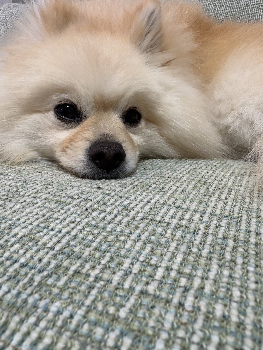 kai_pome's tweet photo. お久しぶりのカイです
眠い目してます https://t.co/PAA68jhhga