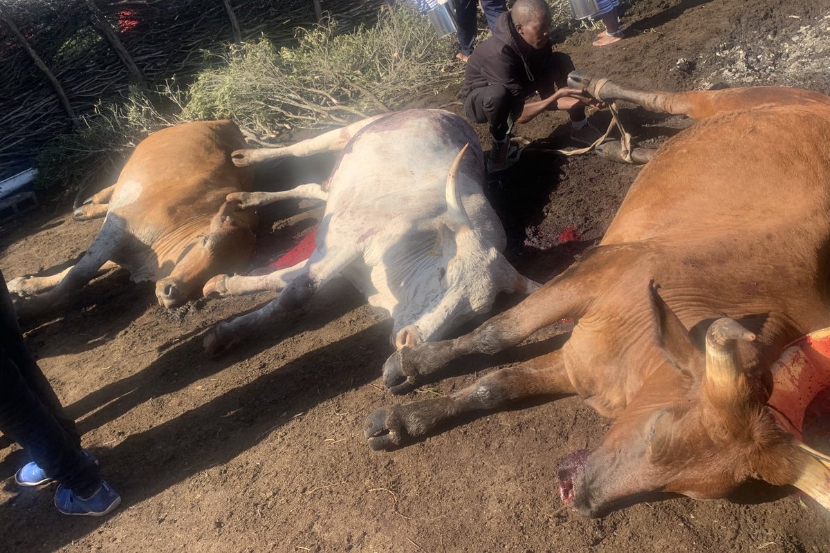 Sgadi28's tweet photo. It’s a two day tournament #DabaneBarbecue #MangqukelaLocation #Mooiplaas #ThreeCows #ThreeGoats #IzinyanyaZooFulashe https://t.co/nYn6dssl40