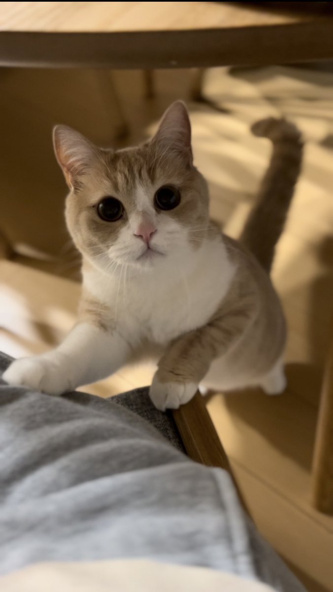 ofrithecat's tweet photo. 真剣におねだるおふりさ��� https://t.co/tccRoFf4W7