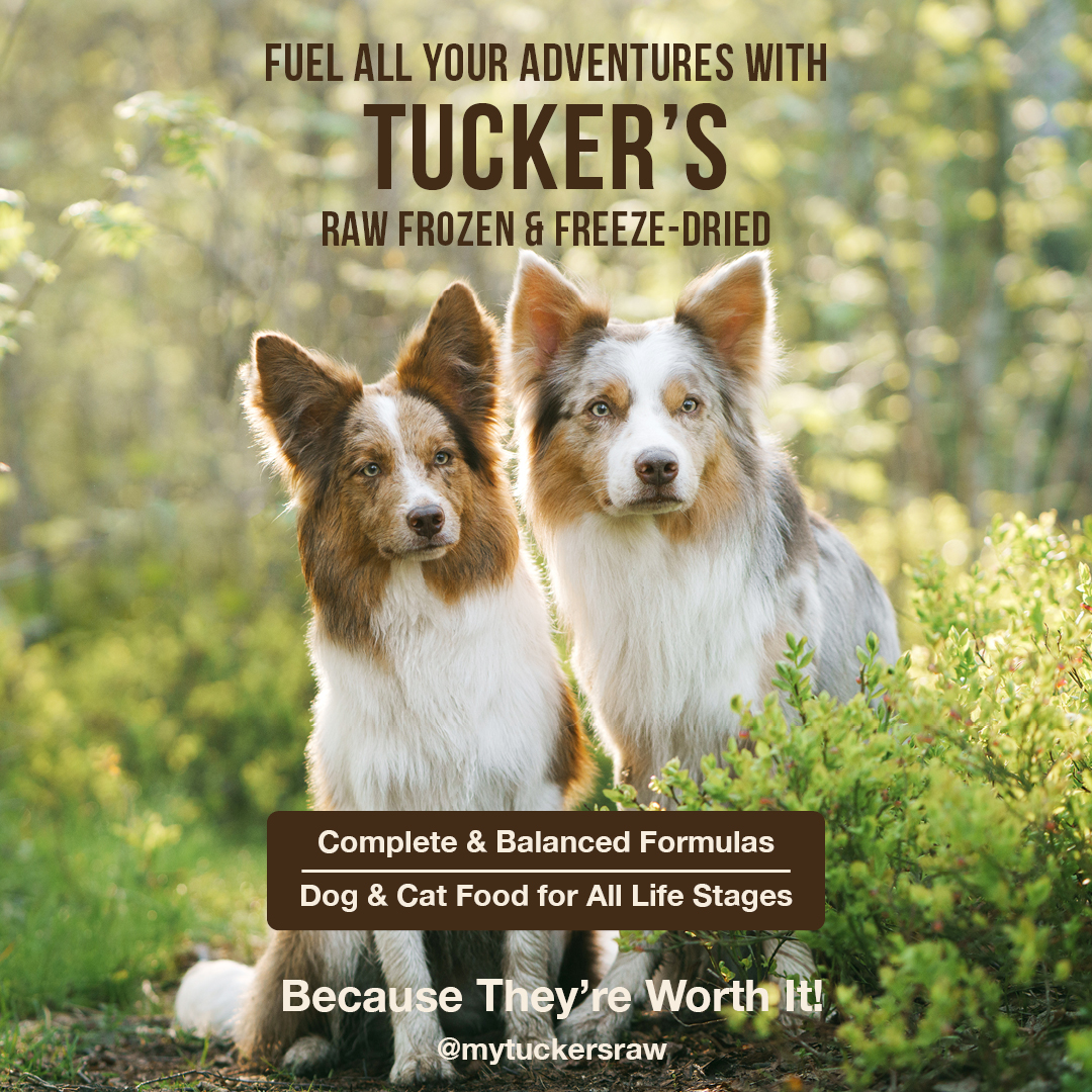 MyTuckersRaw's tweet photo. It's Saturday and spring is sproinging somewhere! Fuel up with Tucker's raw frozen or freeze-dried and go have an adventure! Explore a new park, toss the frisbee, train some new tricks! Spend time with your best buddy.

#happydog #dogfood #petsarefamily #rawfed #worthit https://t.co/GtjUPf0an8