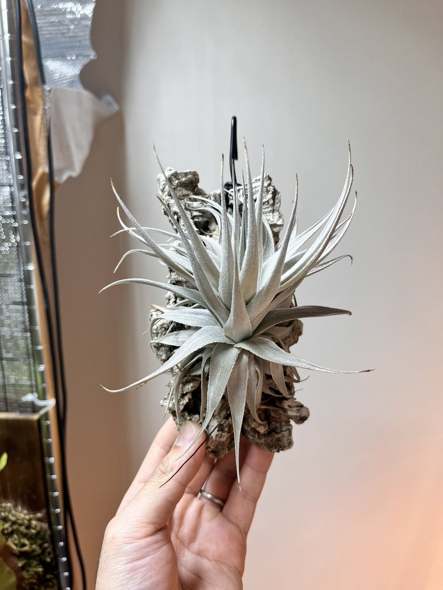 チランジアはいいぞ