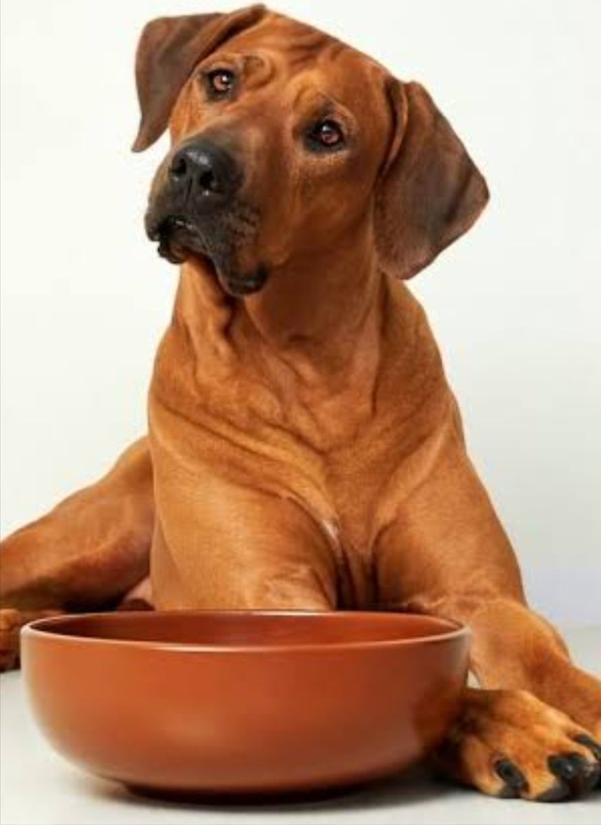 Subject: Importance of Feeding Animals – Legal and Moral Responsibility

Dear All,

In a country where compassion is considered a virtue, feeding animals is not just a moral duty but also a legal responsibility. Our community animals, including stray dogs, cows, and birds, often
