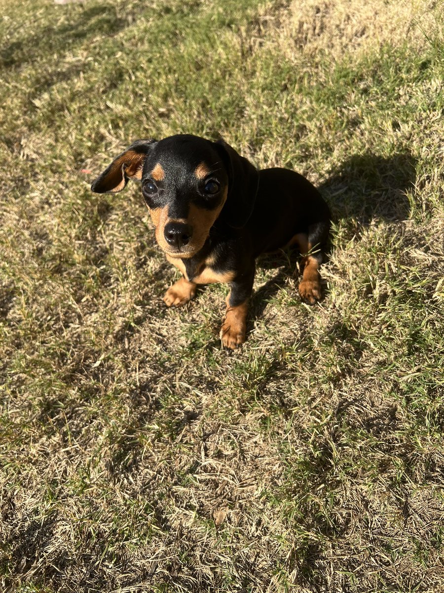 Dachund love ❤️ new home needed!