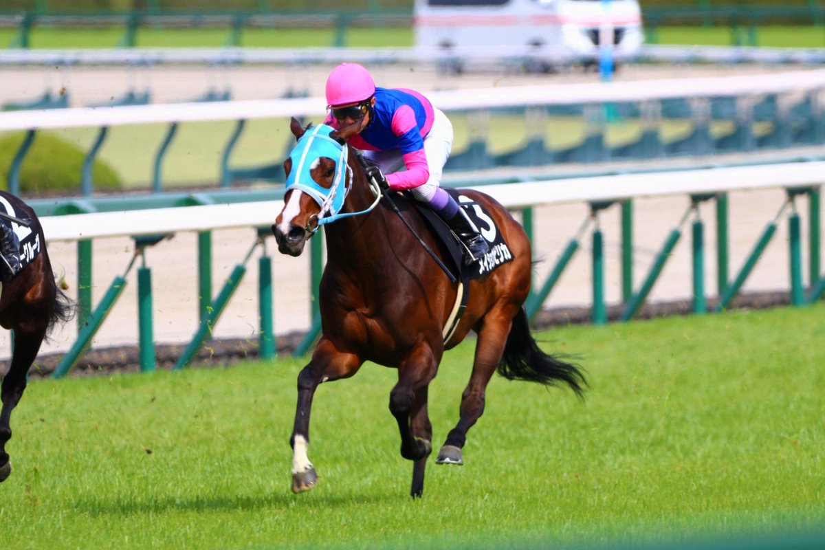 LrbkzrsZ's tweet image. #メイショウピリカ #武豊 #阪神競馬場