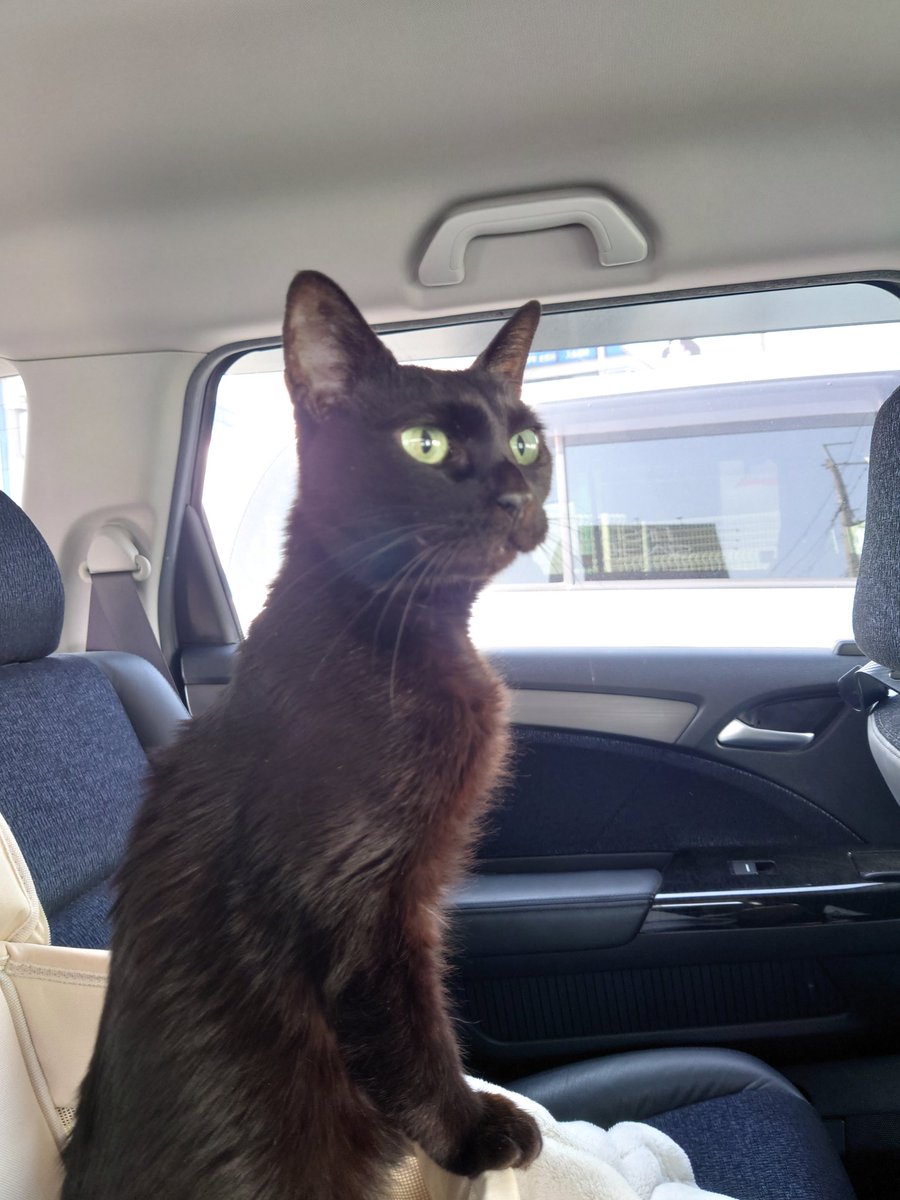 jijimarukochan's tweet photo. ミーアキャットなじじまるさん😆
病院の帰りは余裕でケースから出て辺りをキョロキョロ🦦 https://t.co/fTUPxlmvsI