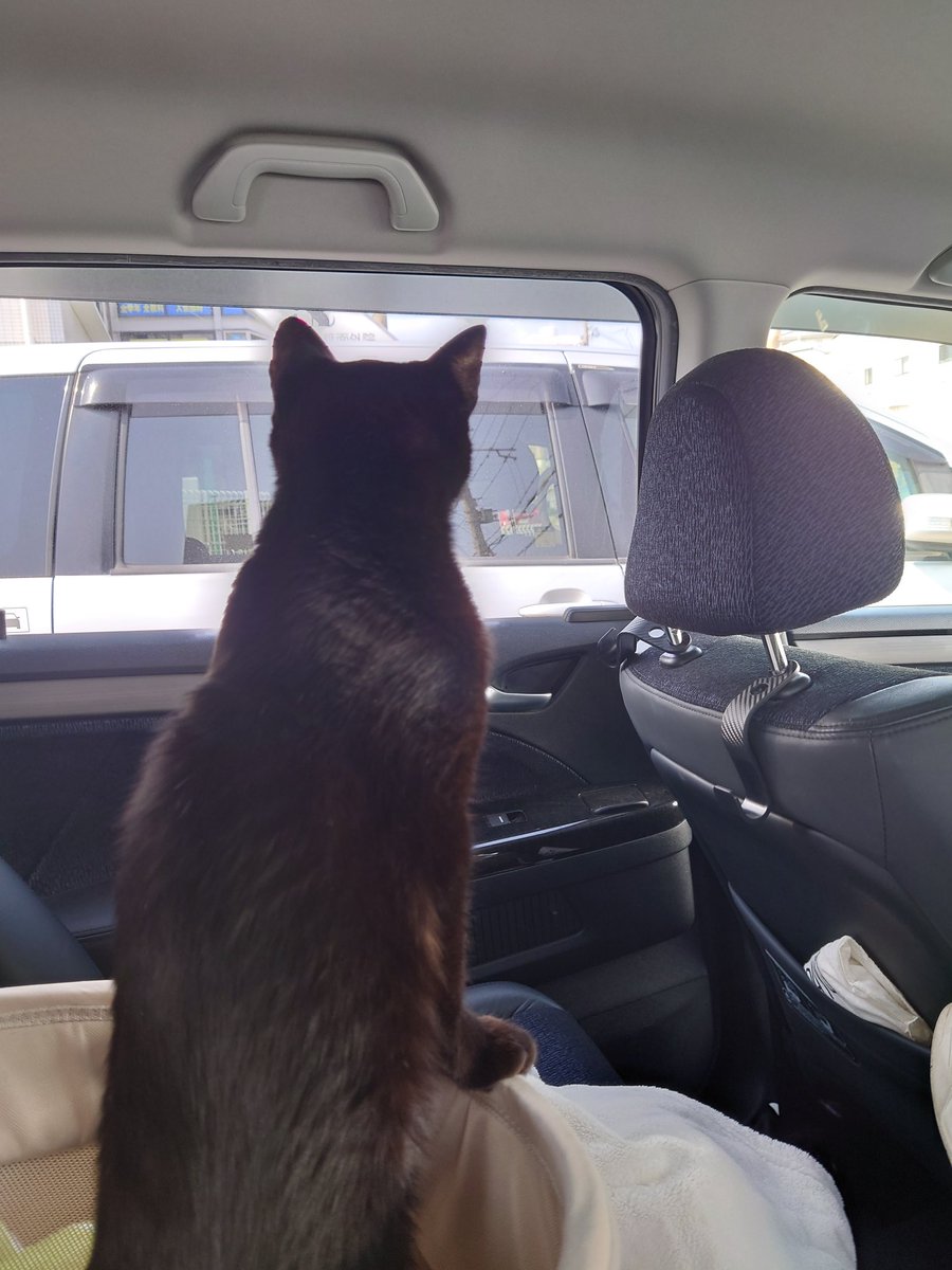 jijimarukochan's tweet photo. ミーアキャットなじじまるさん😆
病院の帰りは余裕でケースから出て辺りをキョロキョロ🦦 https://t.co/fTUPxlmvsI