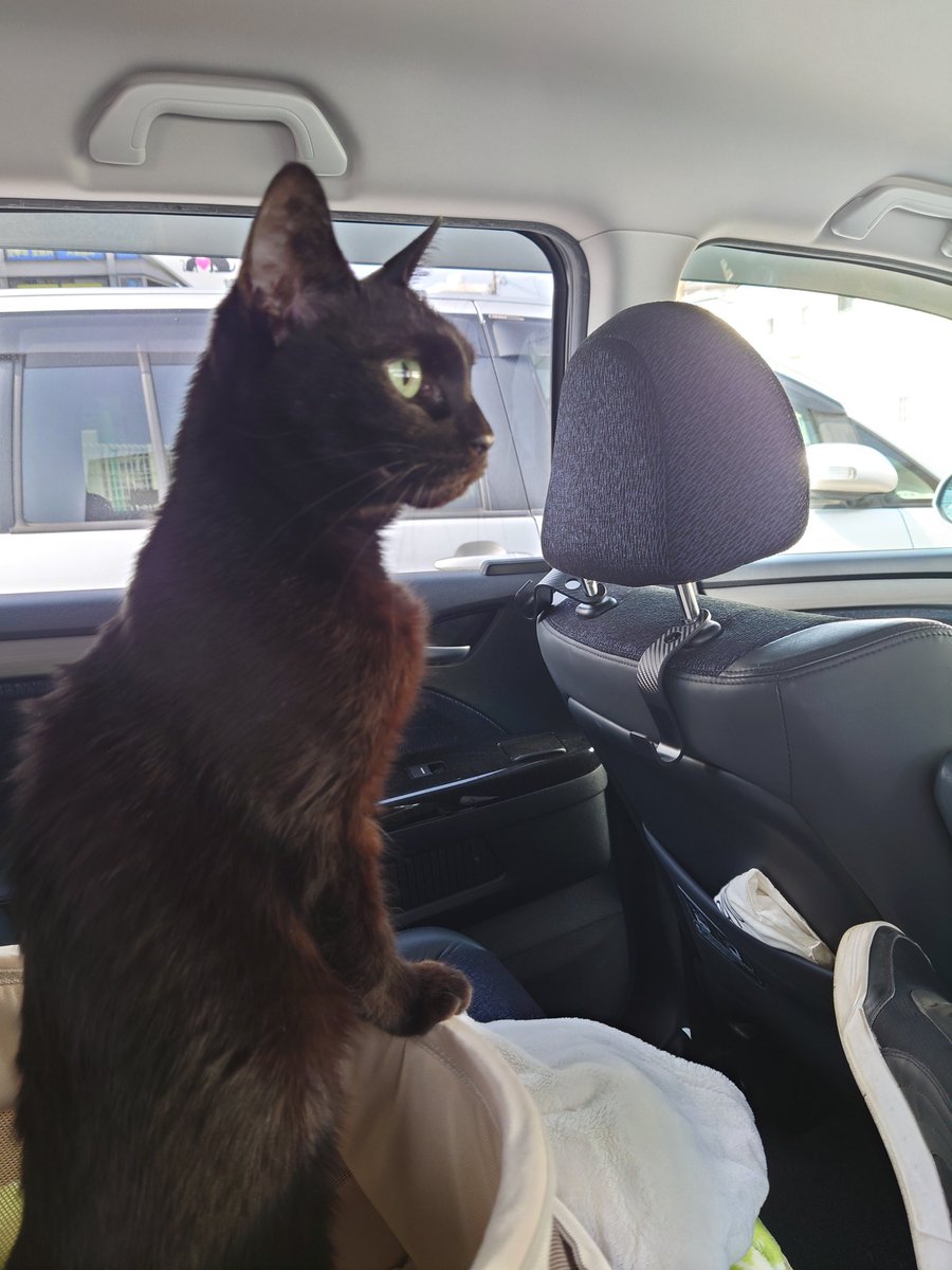 jijimarukochan's tweet photo. ミーアキャットなじじまるさん😆
病院の帰りは余裕でケースから出て辺りをキョロキョロ🦦 https://t.co/fTUPxlmvsI