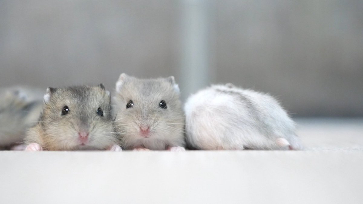 顔が四角くて、小粒ドッスンに見えてきます😂
#ハムスター
#ハムスター赤ちゃん
#生後17日目