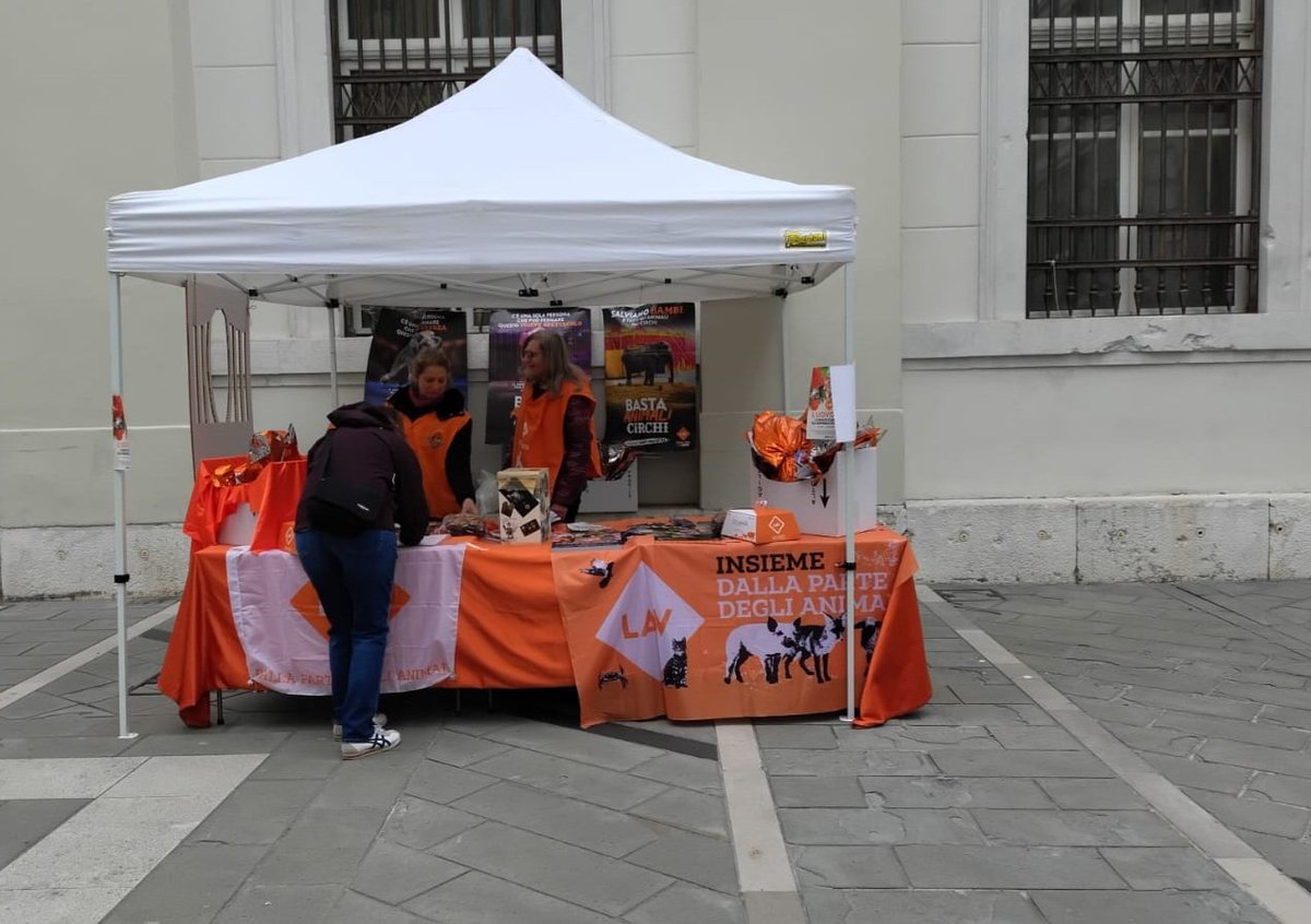 LAV Trieste tweet media