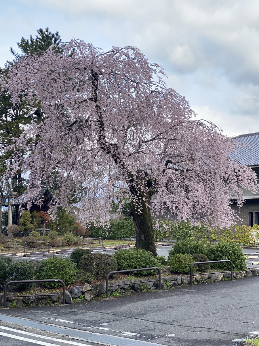 Ninja_Mk0809's tweet photo. 京都に観光きたよー⛩️ https://t.co/rGf8pKm6Rd