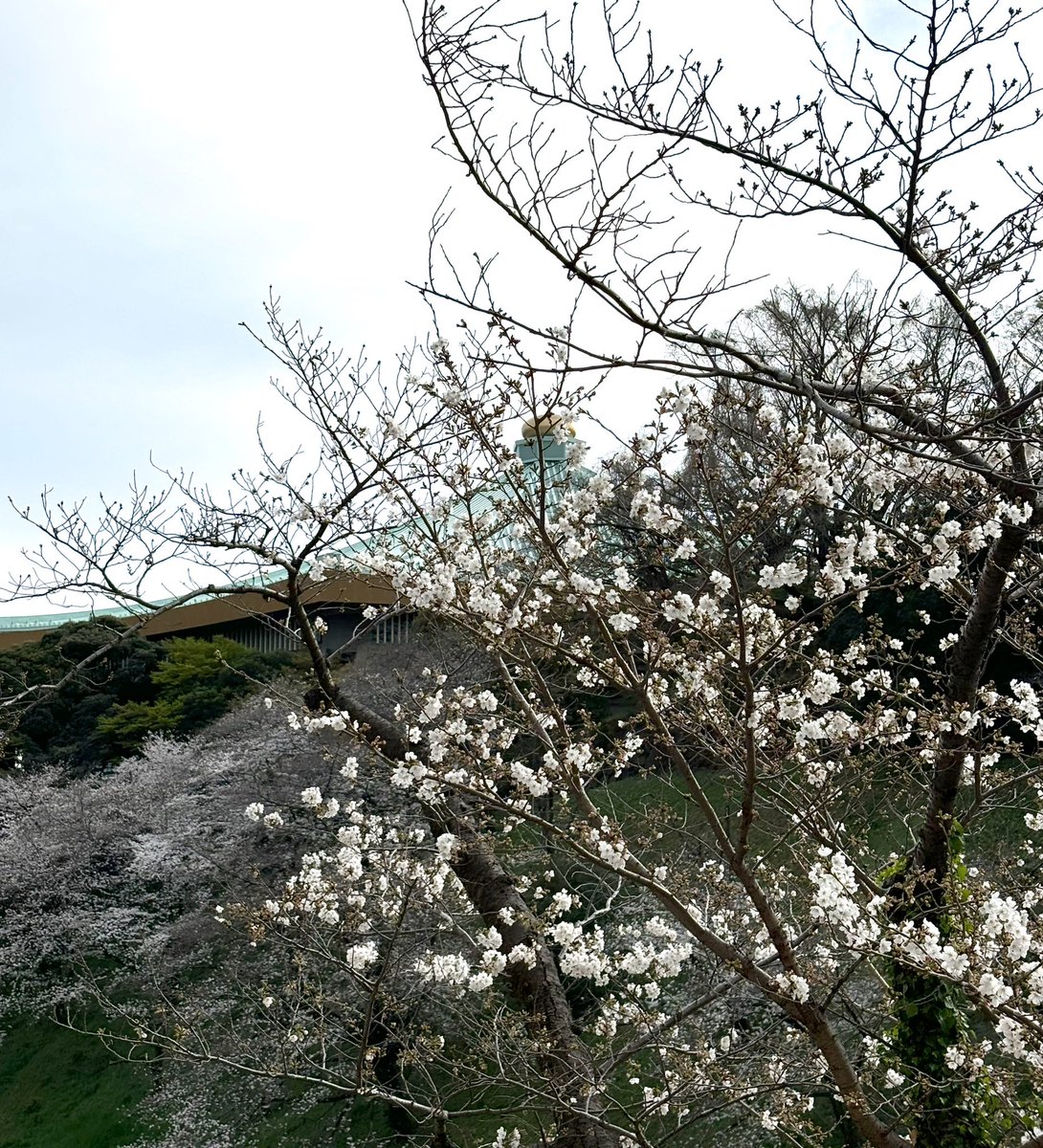 rose_rose_rock's tweet photo. 千鳥ヶ淵でお花見🌸 https://t.co/MR2YVLoaZy