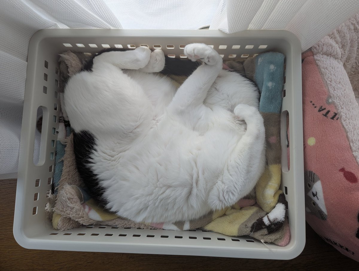 bird__Johnny's tweet photo. 収まり猫 https://t.co/WePcDSa7qZ