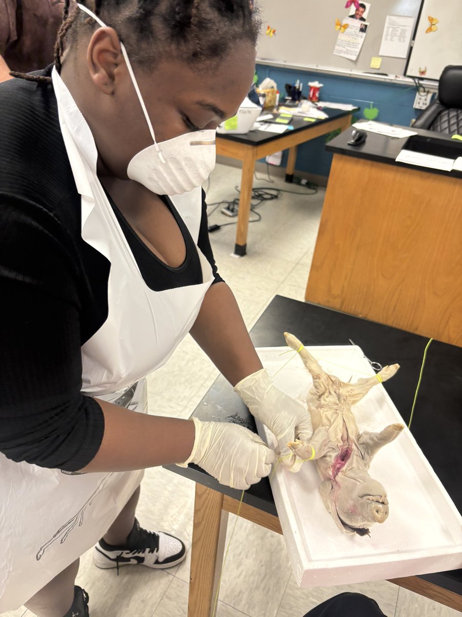 KCPS_CentralHS's tweet photo. So much learning happening at Central! ✨ Students in Mr. O’Toole’s Anatomy & Physiology class took a deep dive into the human body with a fetal pig dissection lab. Hands-on learning at its best! #LearningInAction #CentralHigh https://t.co/4aFlYrnORQ