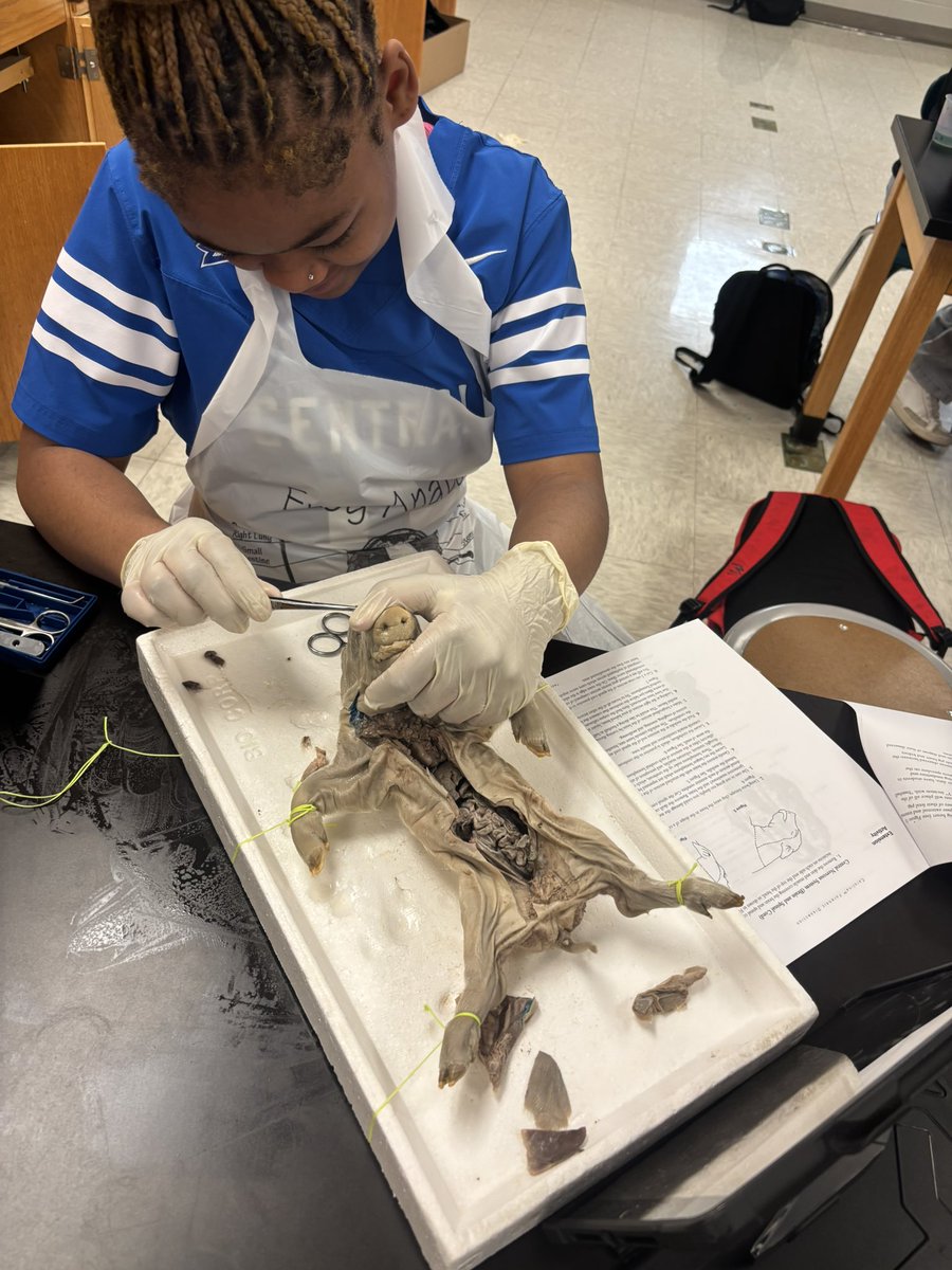 KCPS_CentralHS's tweet photo. So much learning happening at Central! ✨ Students in Mr. O’Toole’s Anatomy & Physiology class took a deep dive into the human body with a fetal pig dissection lab. Hands-on learning at its best! #LearningInAction #CentralHigh https://t.co/4aFlYrnORQ