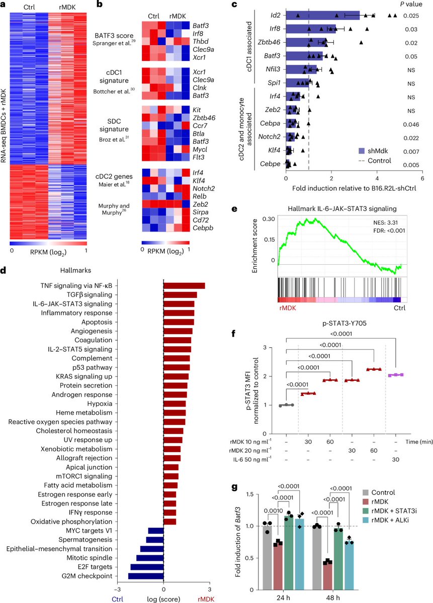 Dr. Patrick Hwu (@patrickhwumd) on Twitter photo #ScienceSaturday
➡️ Melanoma secretes a protein called midkine (MDK), which plays a key role in reprogramming dendritic cells in the tumor microenvironment.
❓ How can this impact immune responses?
➡️ In this study by <a href="/msmelanoma/">Marisol Soengas</a> et al., MDK was shown to induce immune #ScienceSaturday
➡️ Melanoma secretes a protein called midkine (MDK), which plays a key role in reprogramming dendritic cells in the tumor microenvironment.
❓ How can this impact immune responses?
➡️ In this study by <a href="/msmelanoma/">Marisol Soengas</a> et al., MDK was shown to induce immune