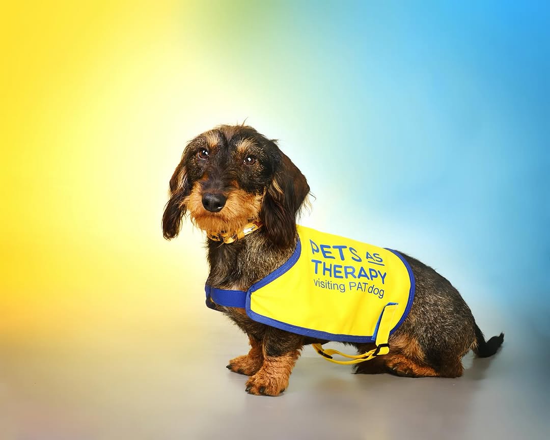 Meet Hector, woodland explorer and cuddle enthusiast! 🐾He recently passed his assessment and has now officially registered as a PAT therapy dog 🐶 He’s just about to head out for his very first visit and he couldn’t be more excited to share his love with everyone he meets! ✨