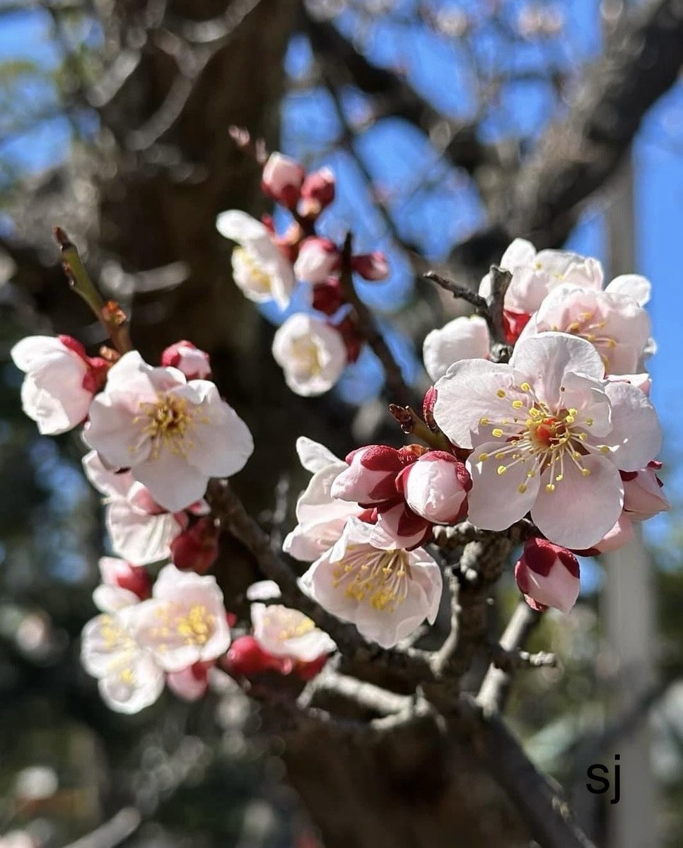 Plum blossoms possess a natural beauty and fragrant charm, with various exquisite shapes, dazzling colors, and intoxicating scent.

By discovering nature, you discover yourself

#BloomScrolling
#NatureBeauty