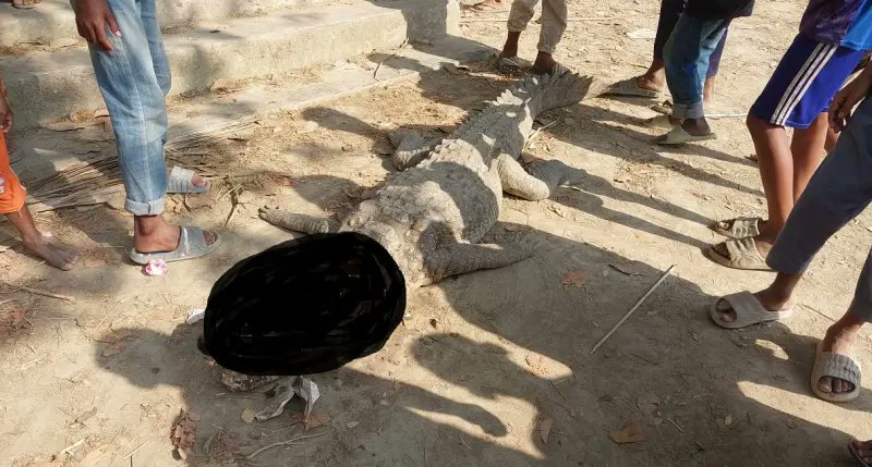 কালকিনিতে কুমির পিটিয়ে হত্যা করলো গ্রামবাসী