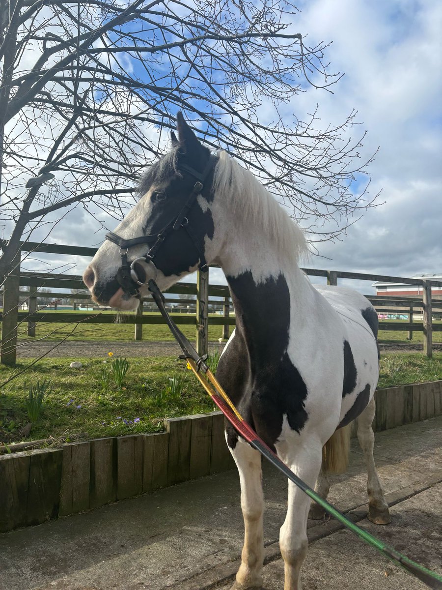CherryOrchardEq's tweet photo. Welcome Yoshi! 🐴Yoshi has joined our herd & is already a client favorite! With his riding school & competition experience, we’re excited for the fun times ahead! 🎉🐎#PonyHour #EquestrianLife #HorseLove #RidingClub #BHS #BHSTraining #Equine4o https://t.co/41UywPcZ7E
