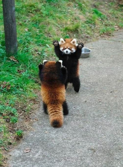 나는 원상이가 이렇게 보였음 ㅠㅠ #조원상