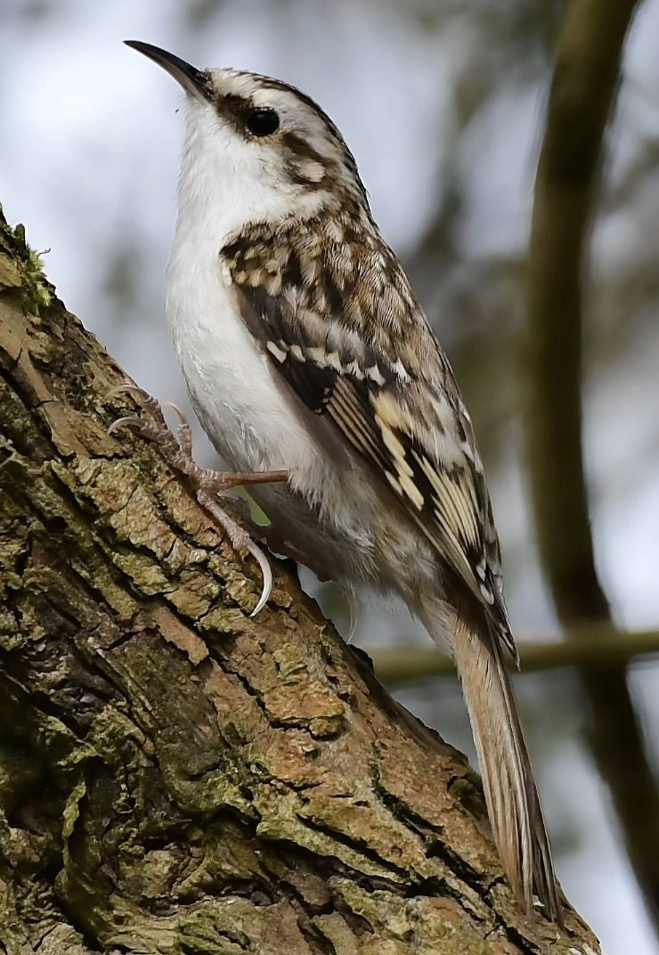 A Treecreeper, today at Chew Valley Lake