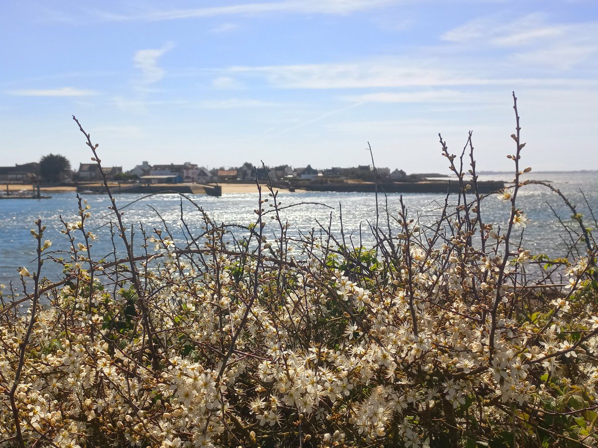BzhDanar's tweet image. Un après-midi à la côte #printemps #mer #fleurs ⚓️