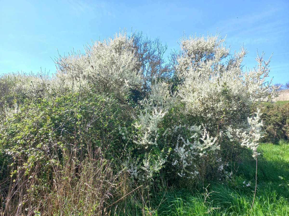 BzhDanar's tweet image. Un après-midi à la côte #printemps #mer #fleurs ⚓️