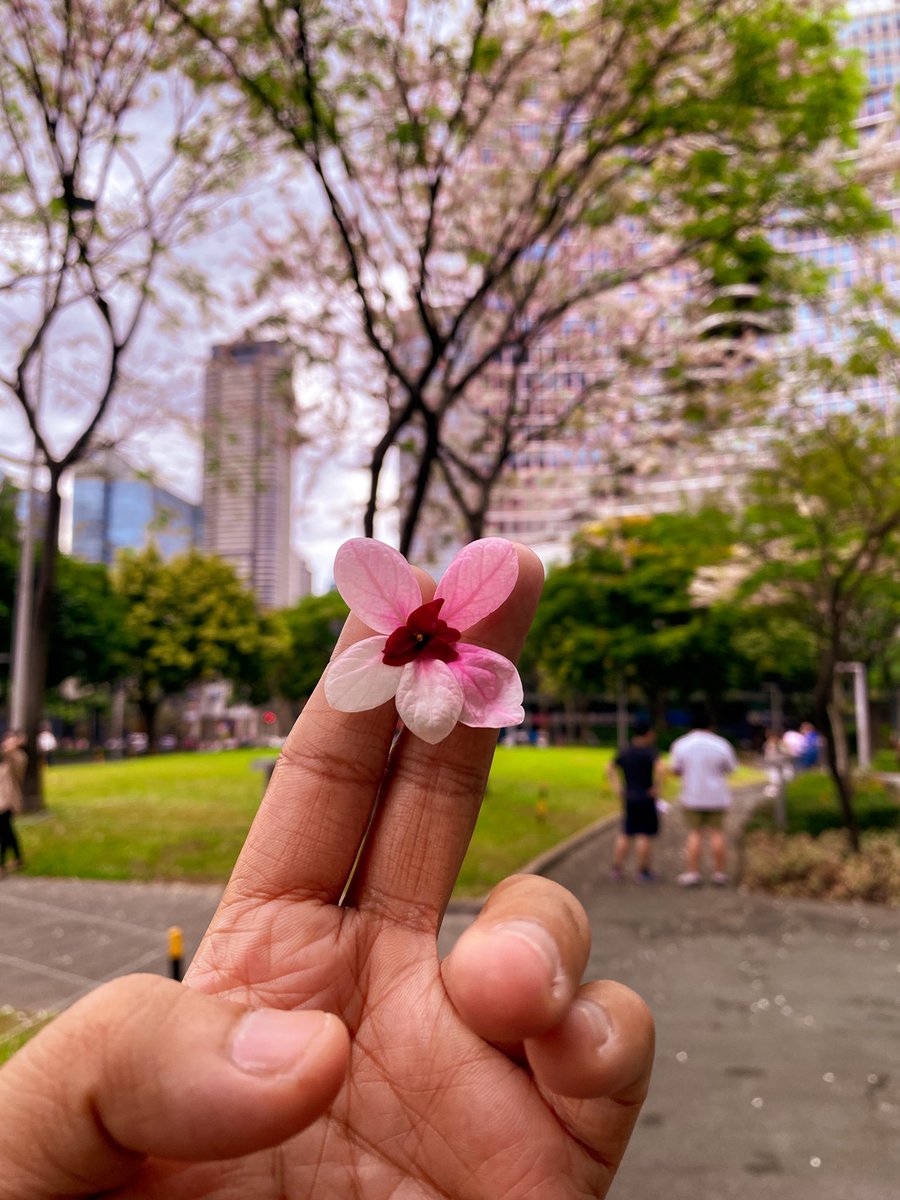 ronypoop's tweet image. It was a good day 🌸🌸🌸

3 Balayong trees (palawan cherry) are in full bloom at track 30th BGC. windy earlier and raining pink petals ❤️ Good day indeed 🙏🏻

📸Xt10 Minolta 58mm1.2