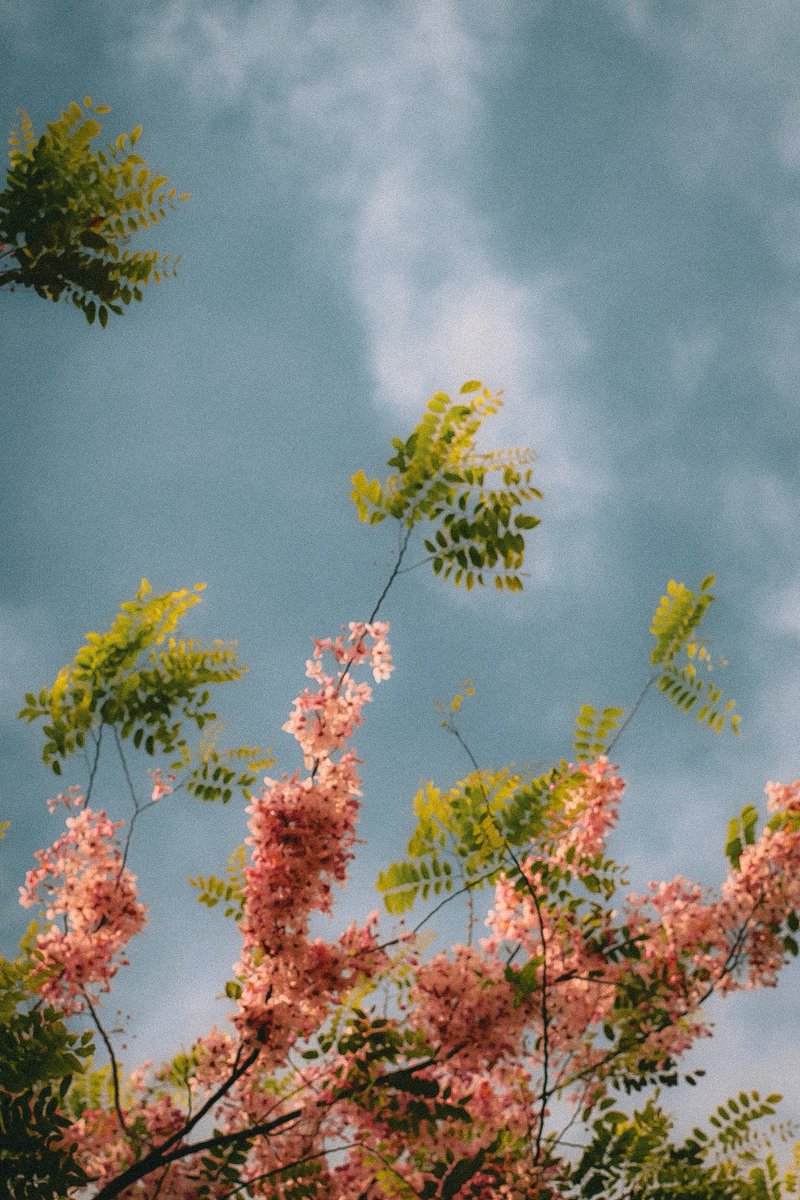 ronypoop's tweet image. It was a good day 🌸🌸🌸

3 Balayong trees (palawan cherry) are in full bloom at track 30th BGC. windy earlier and raining pink petals ❤️ Good day indeed 🙏🏻

📸Xt10 Minolta 58mm1.2