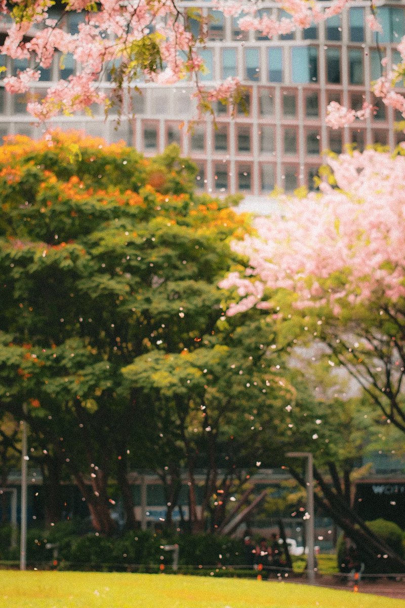 ronypoop's tweet image. It was a good day 🌸🌸🌸

3 Balayong trees (palawan cherry) are in full bloom at track 30th BGC. windy earlier and raining pink petals ❤️ Good day indeed 🙏🏻

📸Xt10 Minolta 58mm1.2