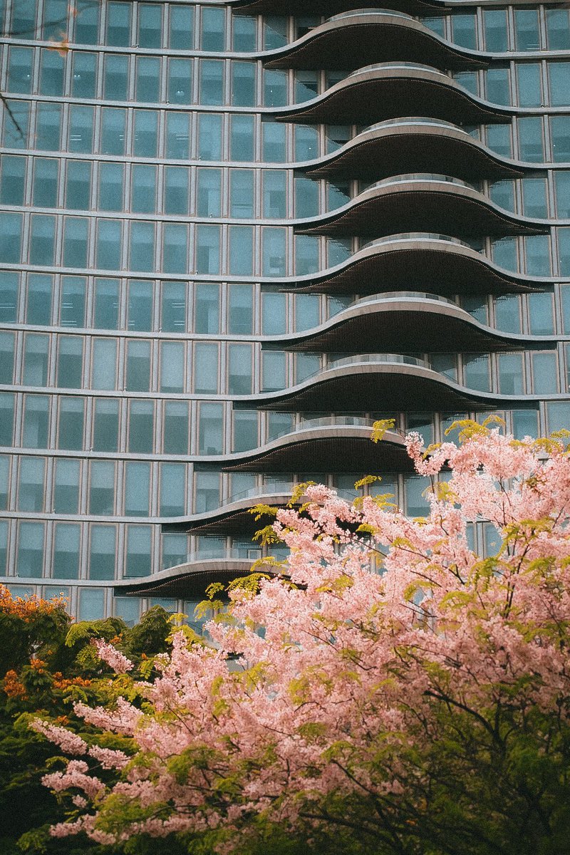 ronypoop's tweet image. It was a good day 🌸🌸🌸

3 Balayong trees (palawan cherry) are in full bloom at track 30th BGC. windy earlier and raining pink petals ❤️ Good day indeed 🙏🏻

📸Xt10 Minolta 58mm1.2
