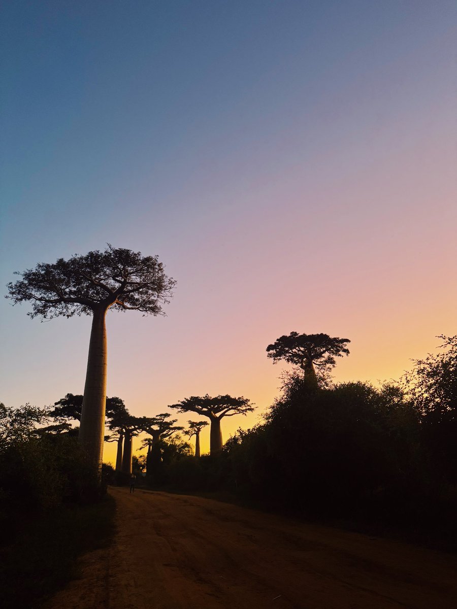 tabialice's tweet photo. 長年の夢だったバオバブの木を見るために、マダガスカルにやってきました🇲🇬

あまりにも奇妙な形、空の色と共に刻一刻と変わる情景に心を奪われました。本当に来れてよかった。 https://t.co/PNrBI0JvgF