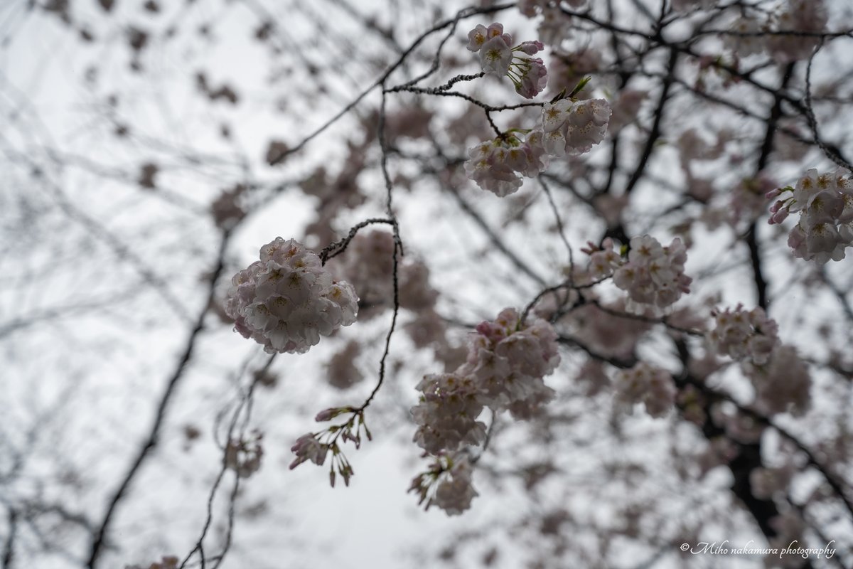 MihoExcellent's tweet photo. 今日の桜🌸

雨に濡れて、しっとりと輝く桜。晴れの日とは違う、静かで幻想的な美しさ🌸

#桜　#雨　#写真好きな人と繋がりたい #東京カメラ部
#写真撮ってる人と繫がりたい #今日の桜 https://t.co/utBCavZbU9