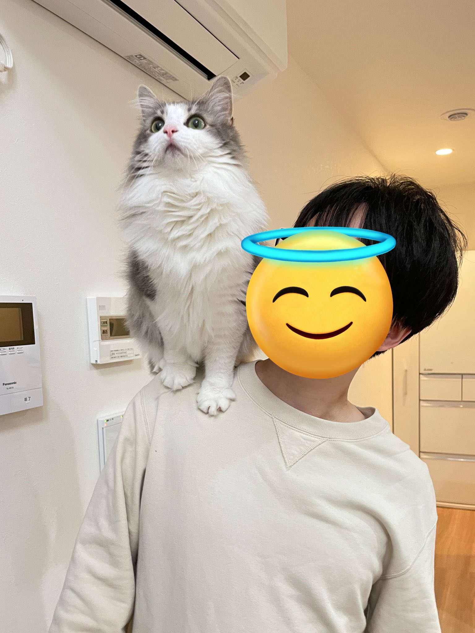 りん🐈ノルウェージャンフォレストキャット (@rin_norwegian) / X りん🐈ノルウェージャンフォレストキャット (@rin_norwegian) / X