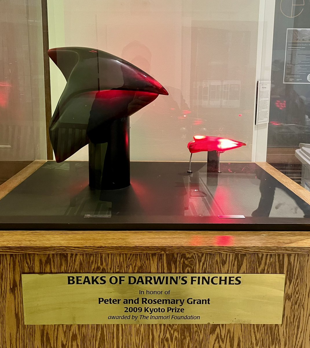 Yaniv Elkouby tweet media