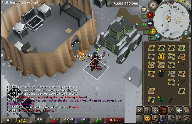Pet #13 - Phoenix