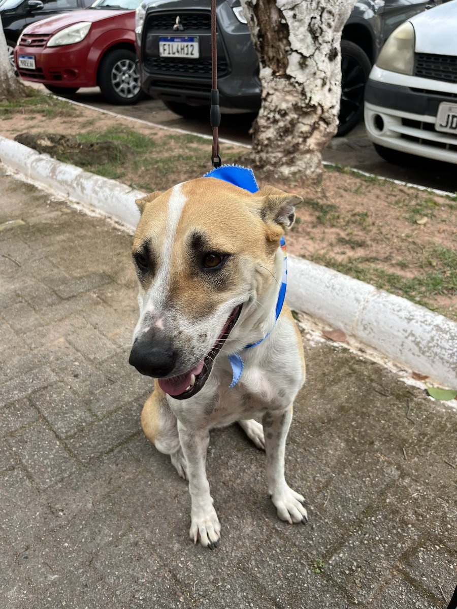 mvanolli's tweet photo. gente pelo amor de deus alguém adota a Melzinha, eu queria abraçar ela o dia inteiro!!!!!! 
Ela já é adulta, mas eh mt comportada e eh um amor de doguinha!
Eu levo ela até vc, itajaí e região, levo até em Curitiba se precisar 🥺🥺
DEEM RT PRA AJUDAR https://t.co/ZtRG8LSMX0