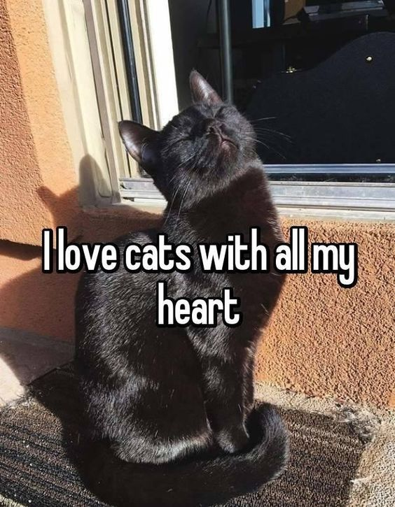 WholesomeMeme's tweet image. 