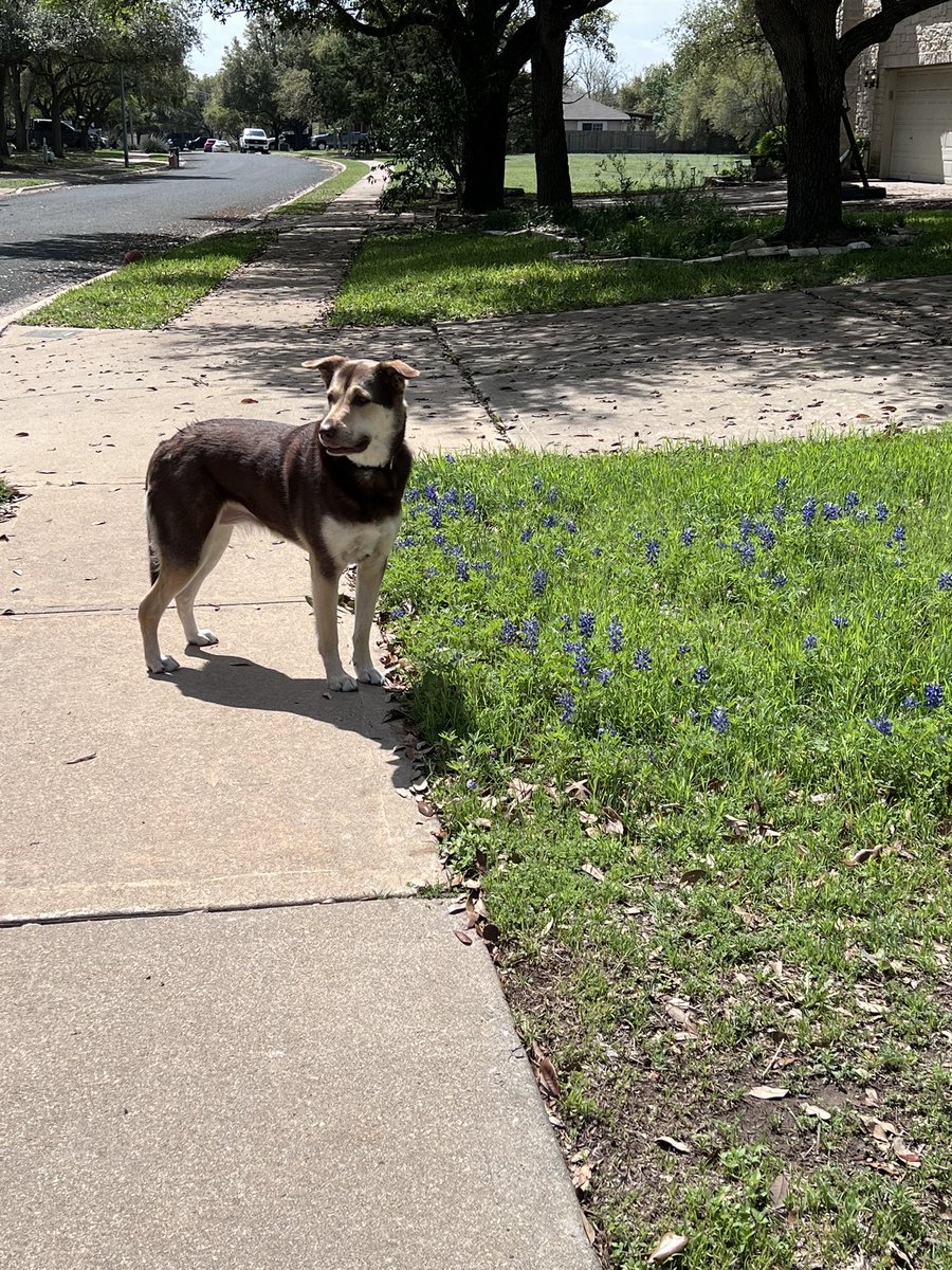 ohjazzyjazzy's tweet photo. Did you know if you pick a bluebonnet you go straight to jail. So don’t do it, LEAVE THEM ALONE! They don’t want to be picked BY YOU! https://t.co/jxRv5XXXjB