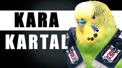 Şinanay da yavrum șinaşinanay