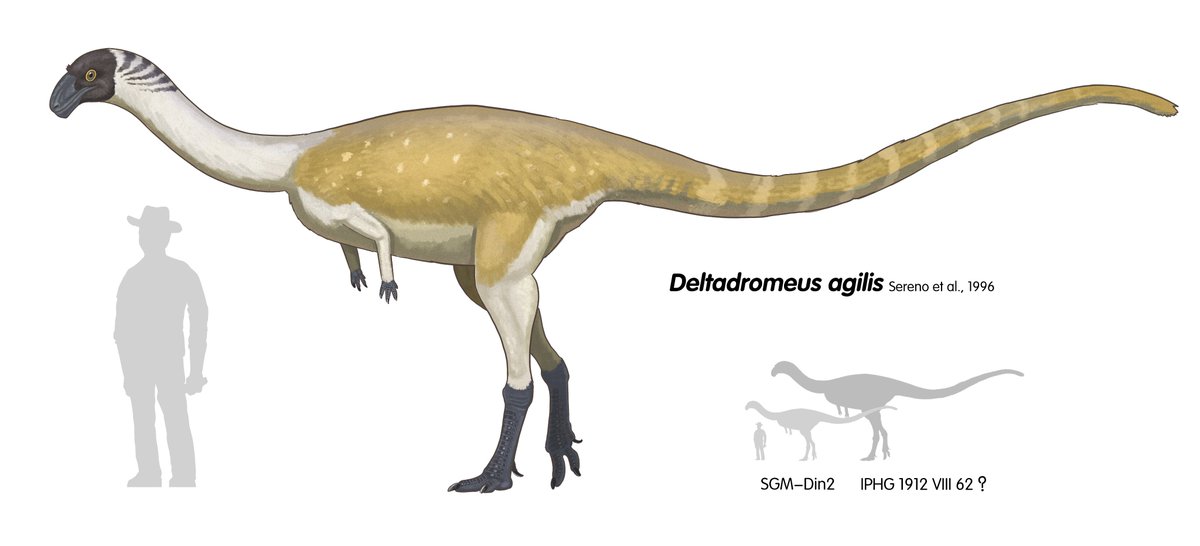 Deltadromeus！A giant, weird prehistoric runner from Africa.There is evidence that they were able to grow to larger sizes than the holotype fossil maybe.