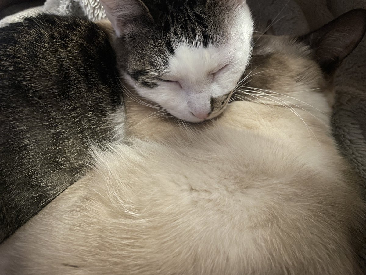 togano yomiko tweet media