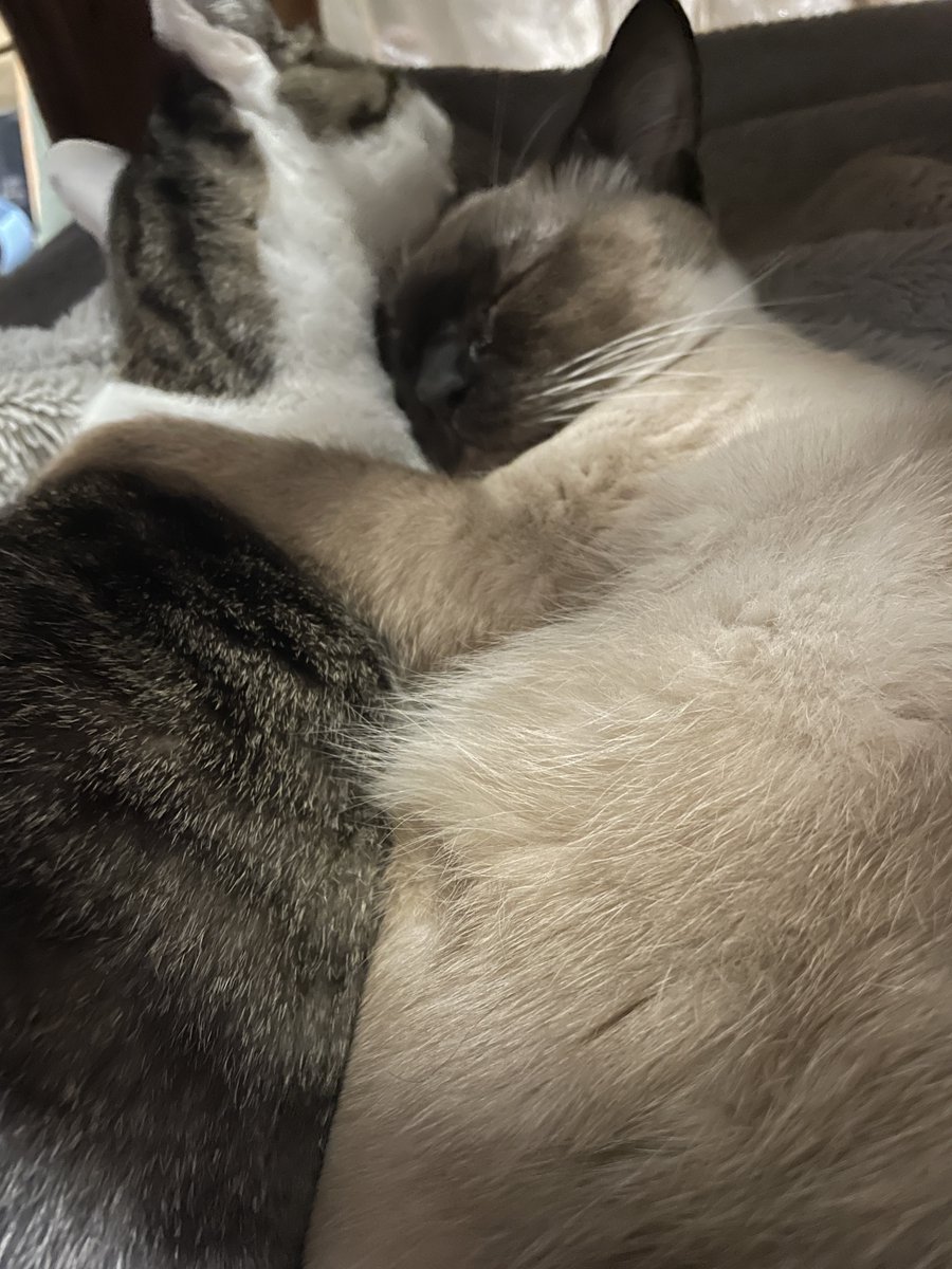 togano yomiko tweet media