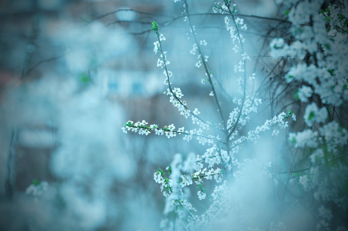 -Once upon a time #2 - primavera, il tempo delle favole.
#sommarivadelbosco con #sigmafpl e #sigma105mmart <a href="/foto_sigma/">SIGMA Italia</a> <a href="/Sigma_Japan/">SIGMA Japan</a> <a href="/SigmaFrance/">Sigma France</a> <a href="/Sigma_Photo/">SIGMA America</a> <a href="/SIGMA_foto/">SIGMA (Deutschland)</a> <a href="/SigmaImagingUK/">SIGMA UK</a> #follower