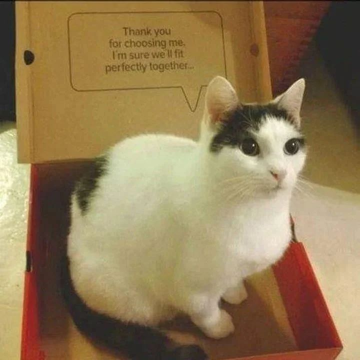 Punch Cat (@punchingcat) on Twitter photo 