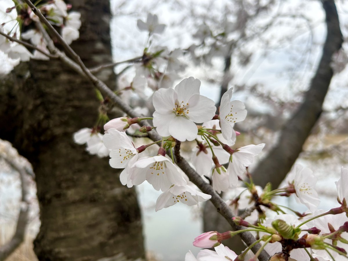 Peak bloom 🌸