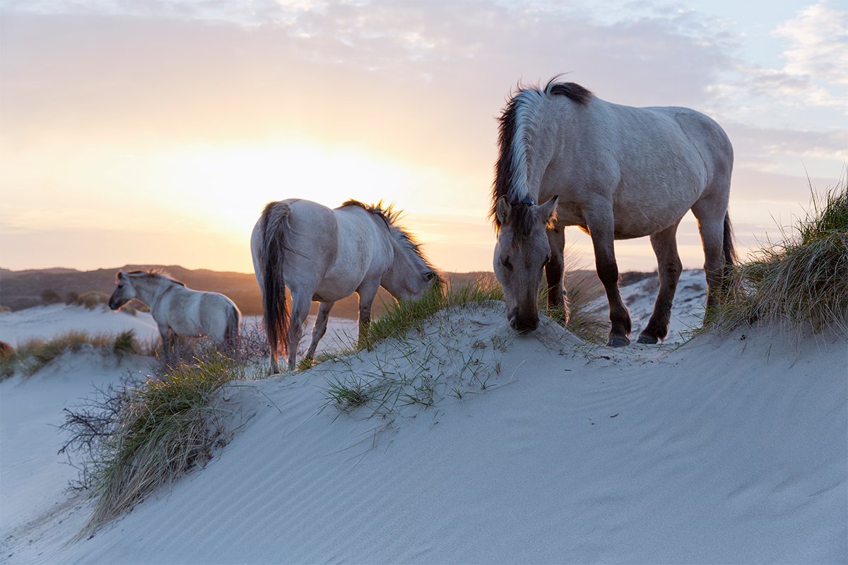 ⏰ Zomertijd: wij een uur vooruit, de natuur niet 🌿 Dieren volgen licht, niet onze klok. Door zomertijd gaan wij eerder de weg op, terwijl reeën en andere dieren nog actief zijn. Dit vergroot de kans op aanrijdingen. Rij extra alert in de vroege ochtend! 🚗 #zomertijd