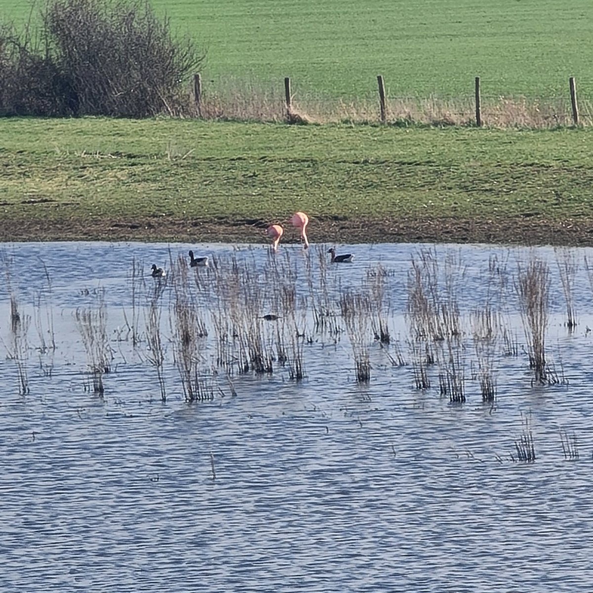 Vlindervlogger's tweet photo. Flamingo's in je eigen dorp. Dat verwacht je niet zo snel #uiterwaarden #winterdijk #velperuiterwaarden https://t.co/TNnOFVOk2O