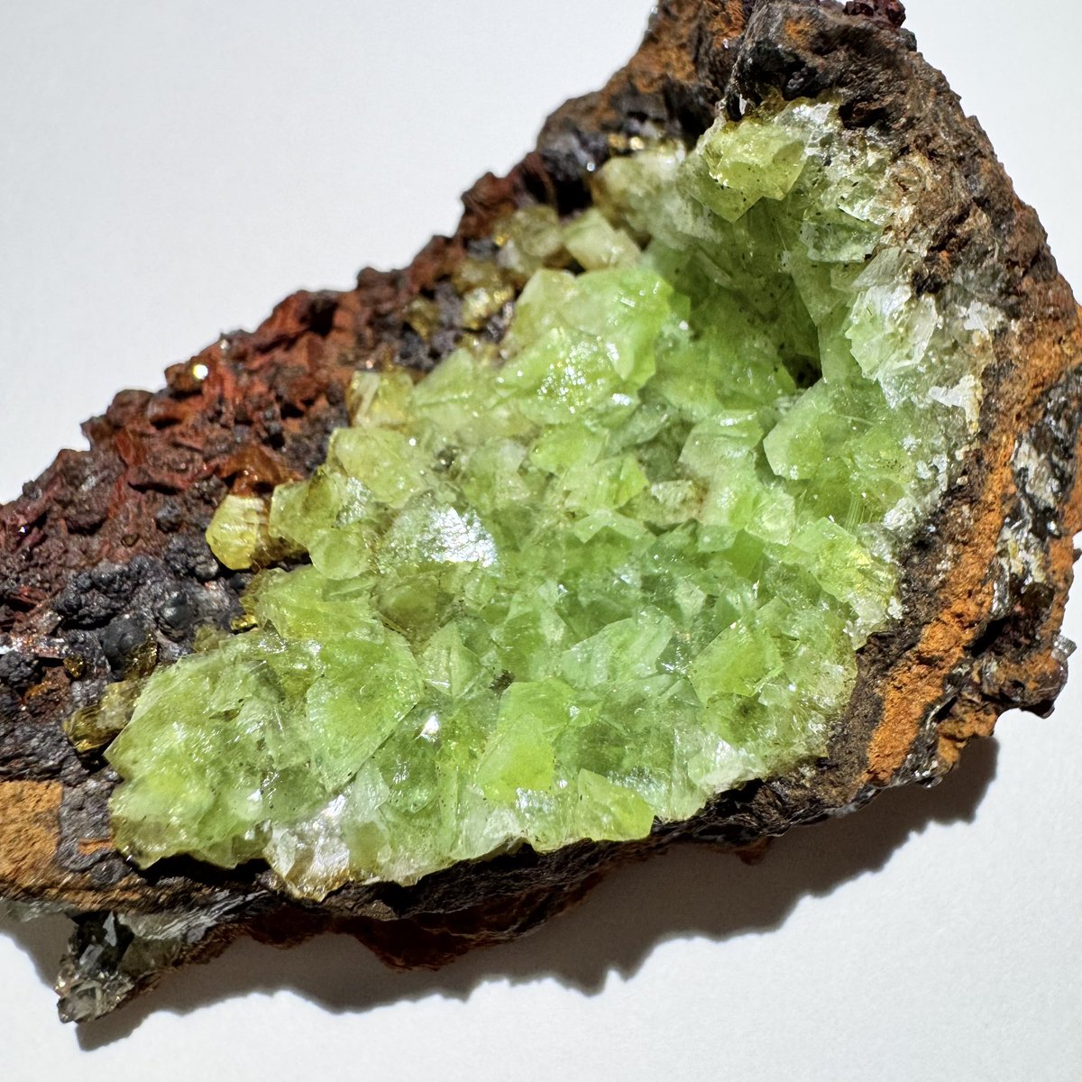 exoticcrystals's tweet image. ⚜️Amazing Cuprian Adamite on Limonite from Ojuela Mine, Mapimi, Mexico✨ #adamite #minerals